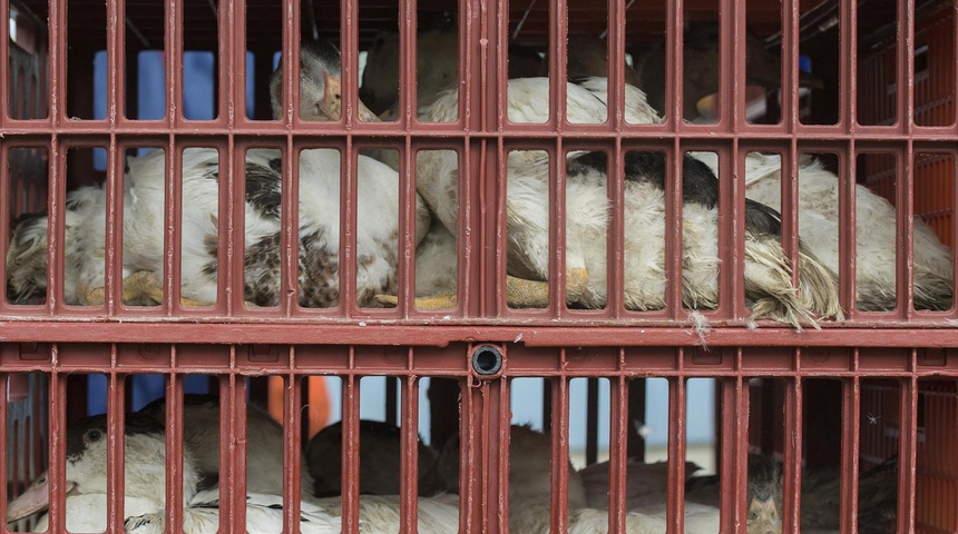 aves llevadas matadero eeuu