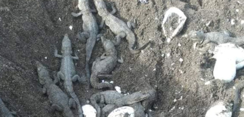 liberacion crias cocodrilos nicaragua