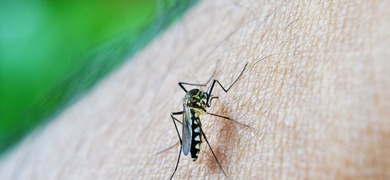 malaria mosquito nicaragua