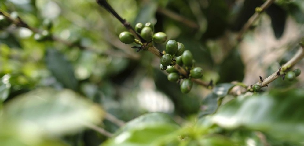 plantaciones cafe nicragua
