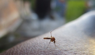 dengue en nicaragua