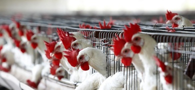ecuador frena brote gripe aviar