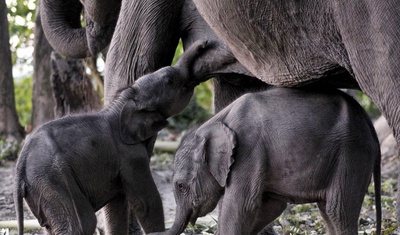 estudio tiempo de embarazo en especie mamiferos