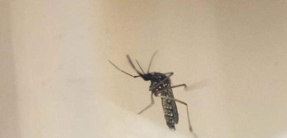 mosquito transmisor del dengue
