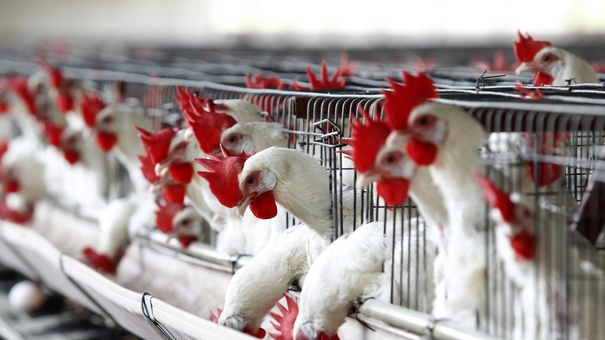 ecuador frena brote gripe aviar