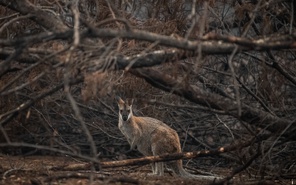 incendios bosques australia
