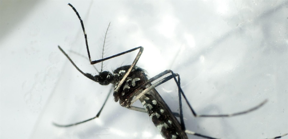 mosquito zancudo dengue