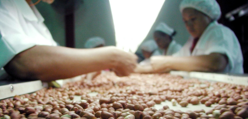 obreros seleccionan maní nicaragua