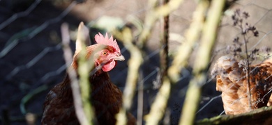 casos gripe aviar america