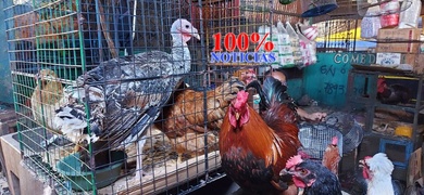 venta chompipes gallinas mercado oriental managua