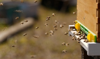 abejas en isla pascua