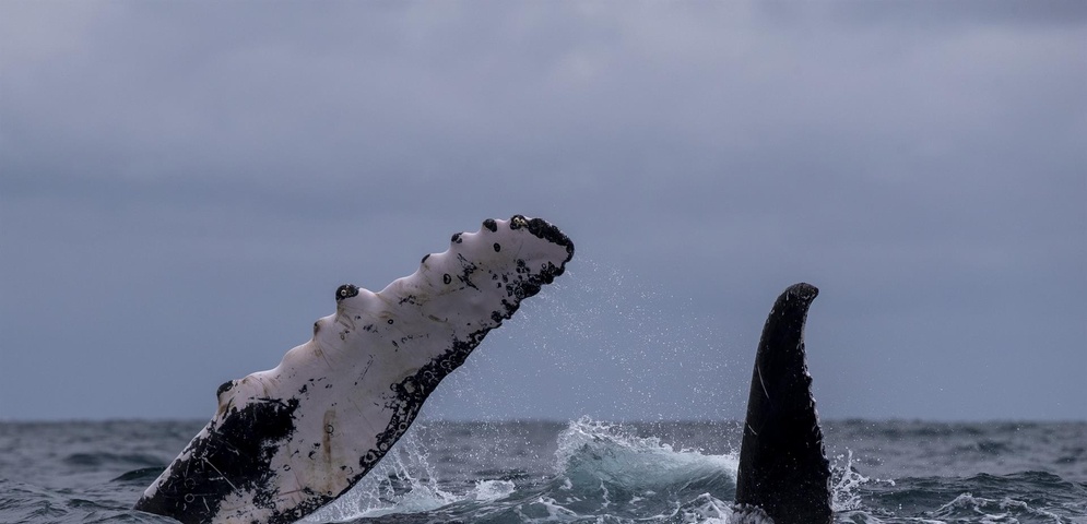 ballenas jorobadas en mar