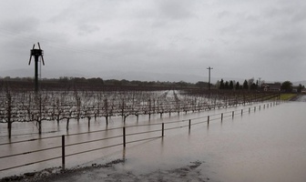 inundación de viñedos california