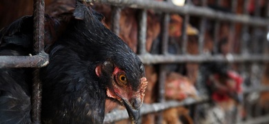 primer caso de gripe aviar uruguay