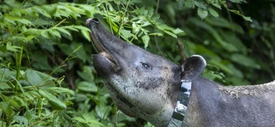 tapir libre en nicaragua