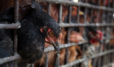 primer caso de gripe aviar uruguay