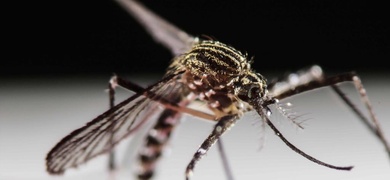 casos de dengue en costa rica