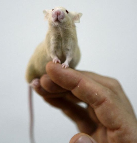 higado humanizado en ratones