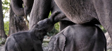 estudio tiempo de embarazo en especie mamiferos