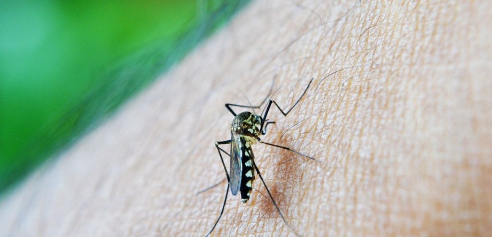 malaria mosquito nicaragua