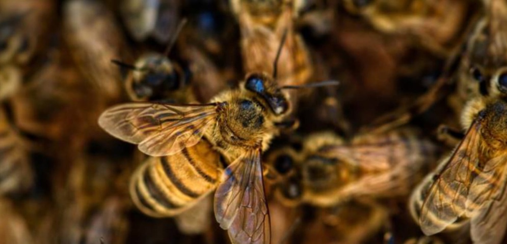 abejas en enjambre