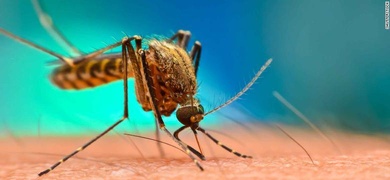 Niño de 7 años es la víctima número 15 por dengue en Nicaragua