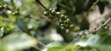 plantaciones cafe nicragua
