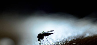 casos dengue nicaragua