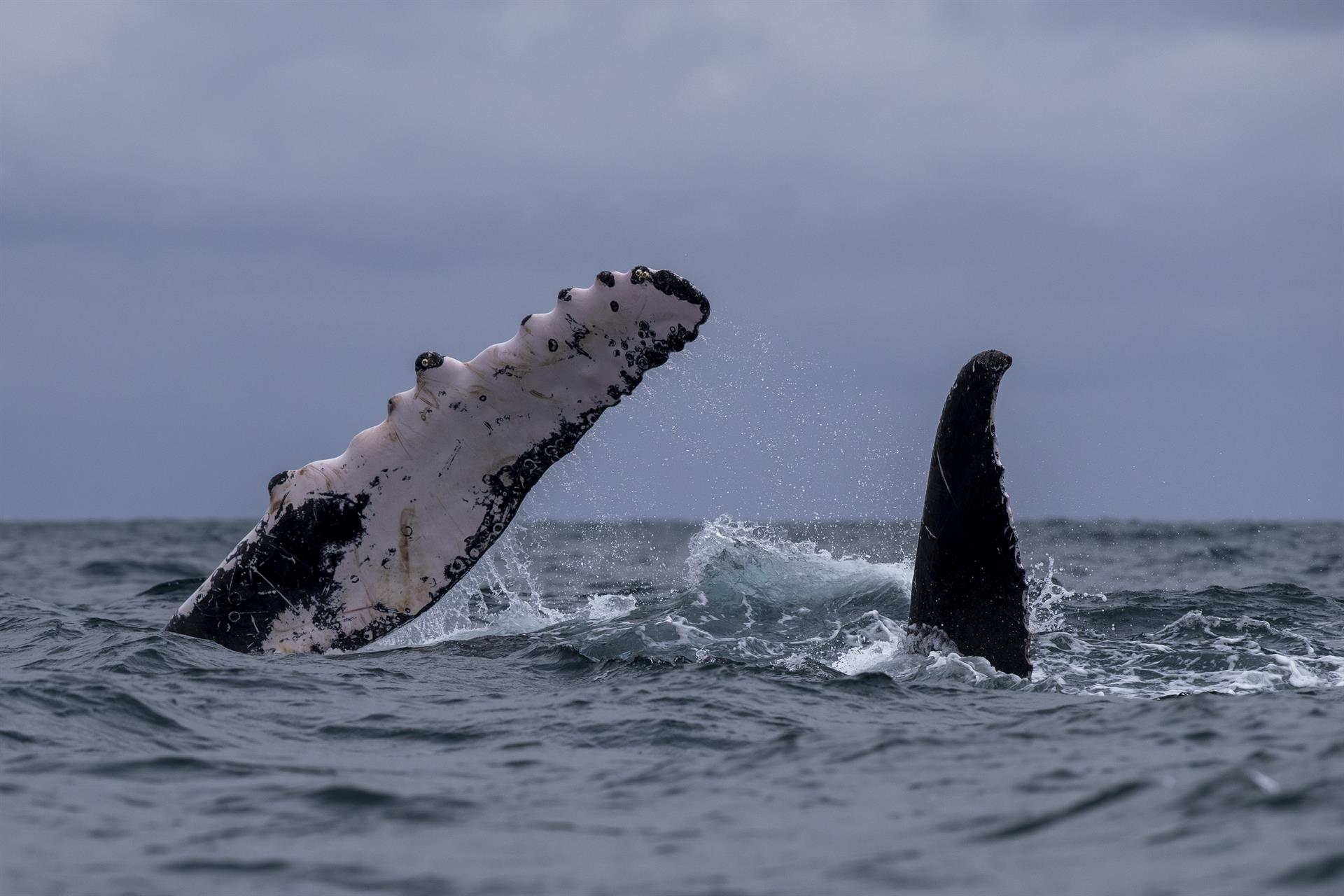 ballenas jorobadas en mar