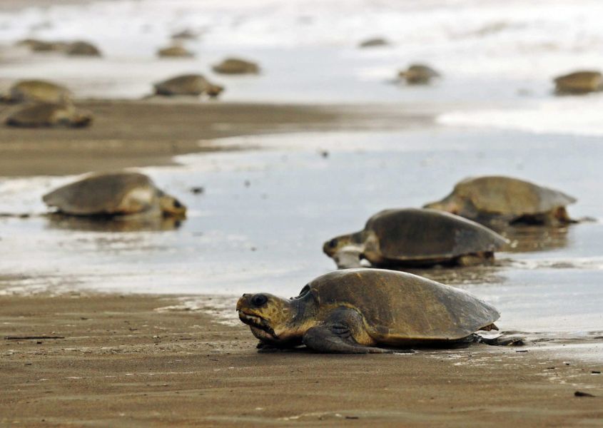 tortugas en peligro de extinción invaden las playas del pacífico de