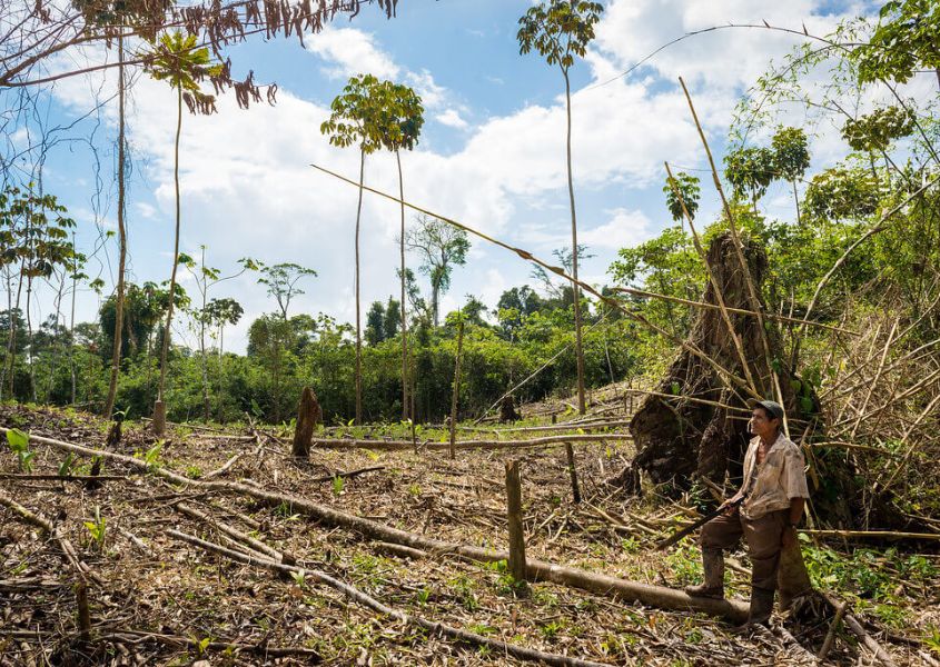 Nicaragua se quedará sin bosques en 20 años por corrupción en sector forestal, advierte Hagamos Democracia