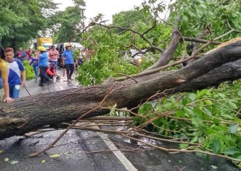 Lluvias provocan caída de árboles y dejan calles inundadas en Nicaragua