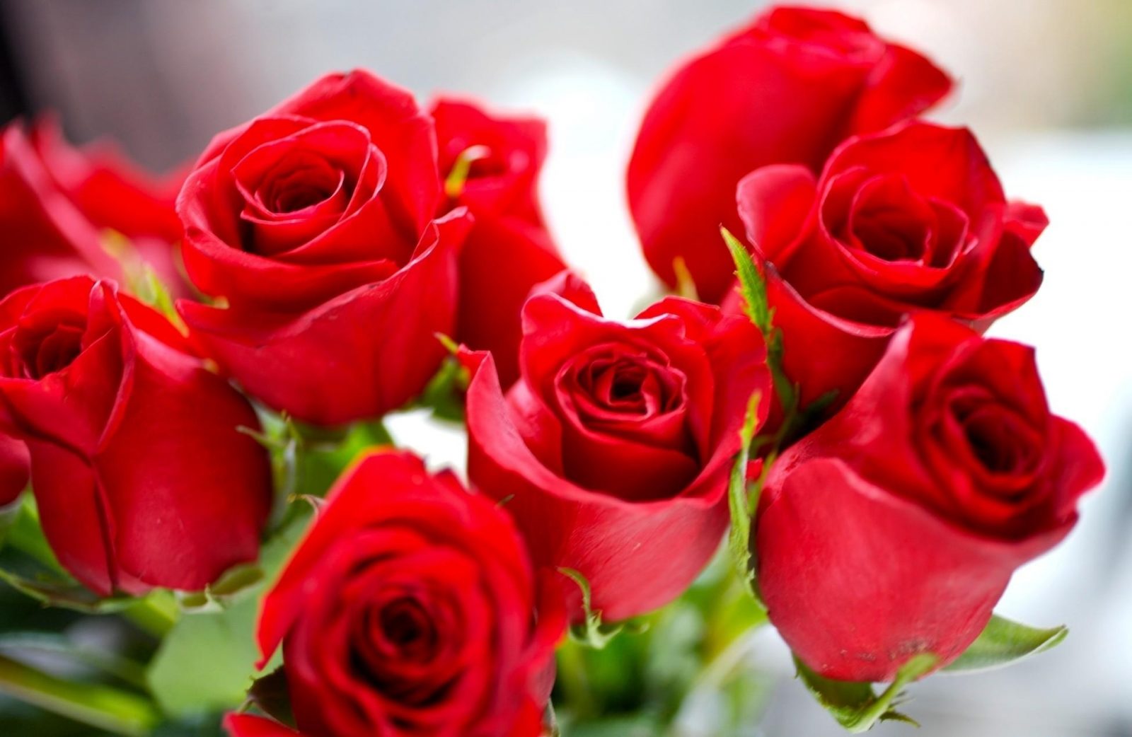 Sabías que las rosas “rojas” no existían originalmente?