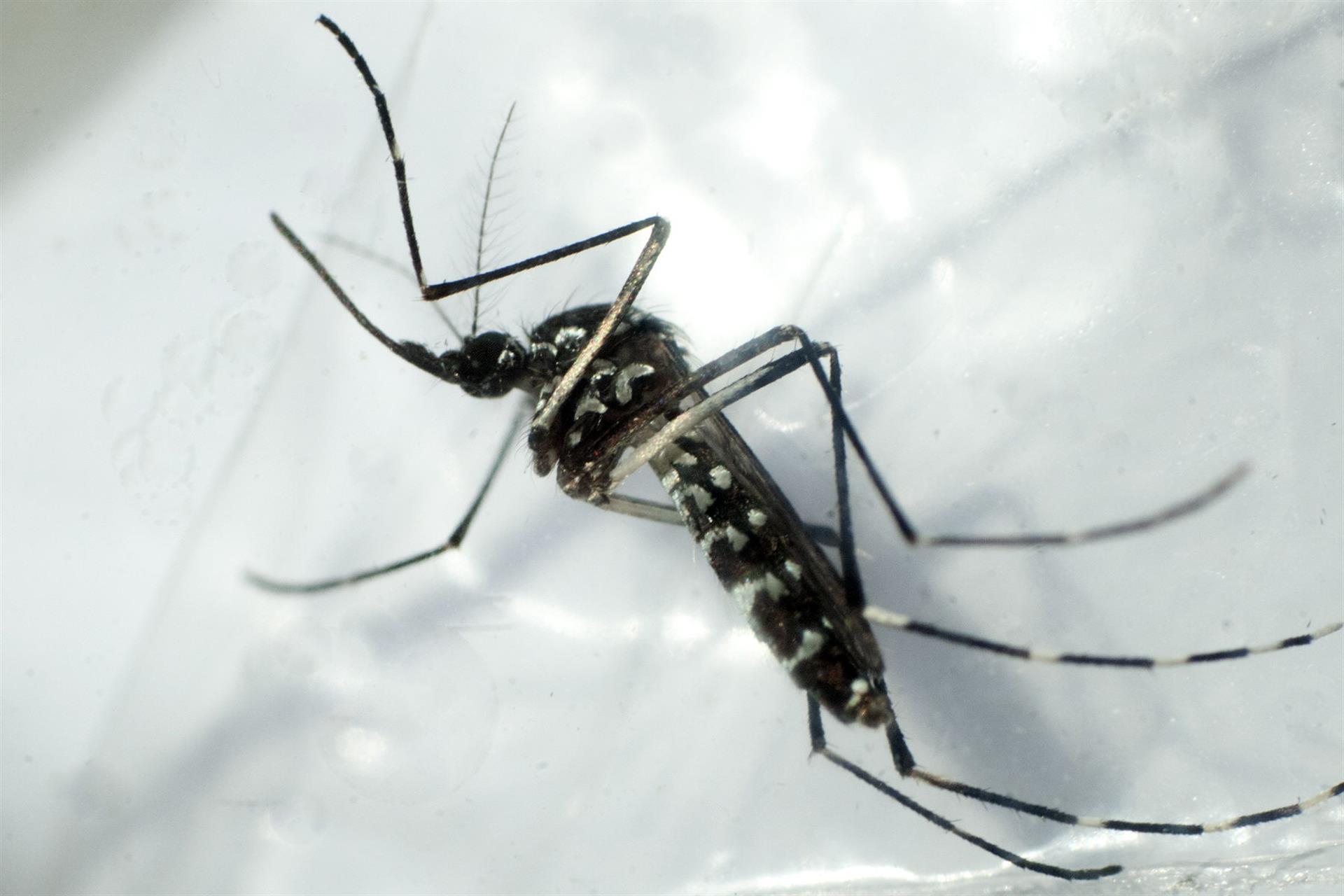 mosquito zancudo dengue