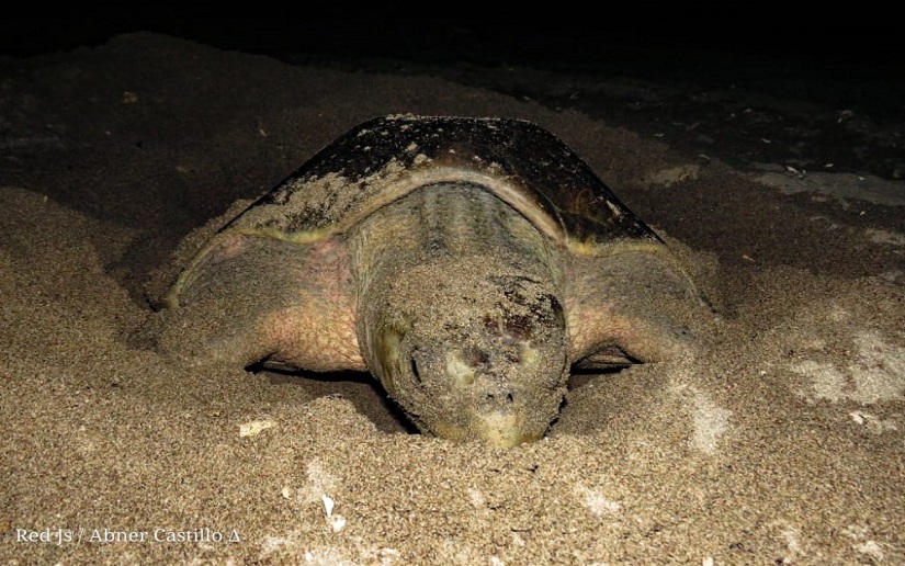 tortugas marinas en peligro de extinción