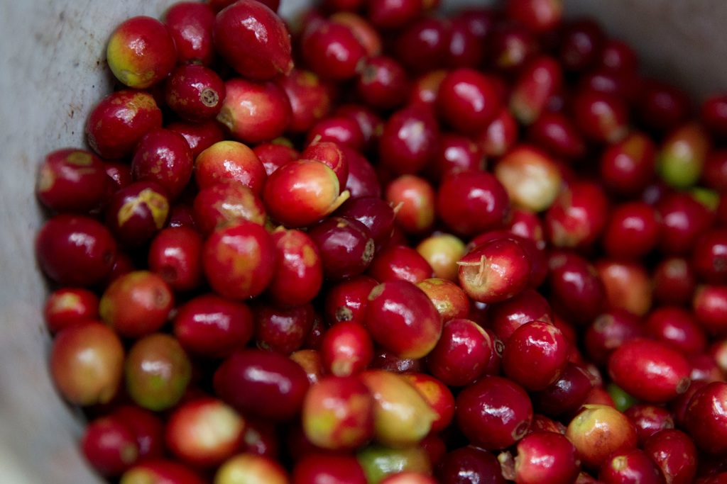 produccion de cafe en honduras
