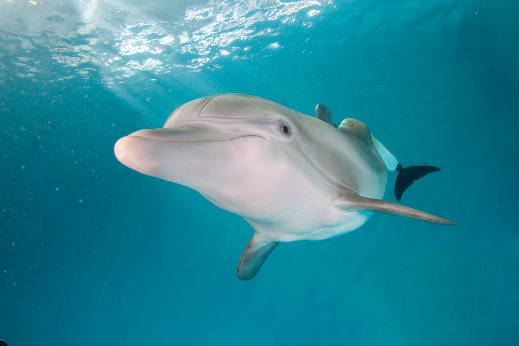 Winter, the dolphin who inspired “Dolphin Tale”, has a memorial in Florida