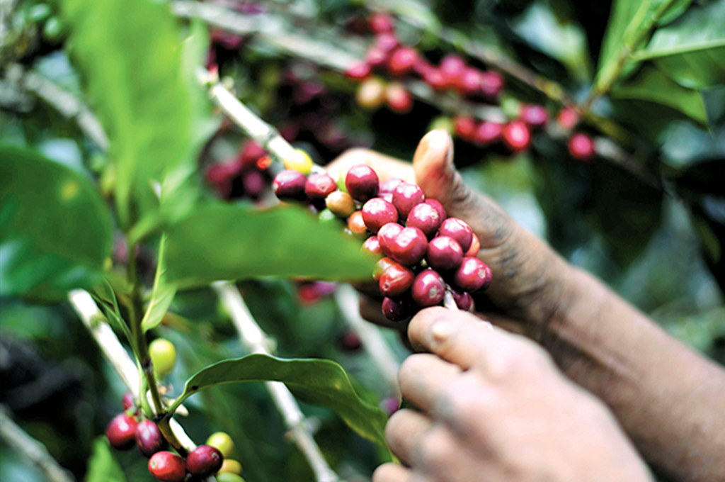 Sector cafetalero afectado por crisis de Nicaragua