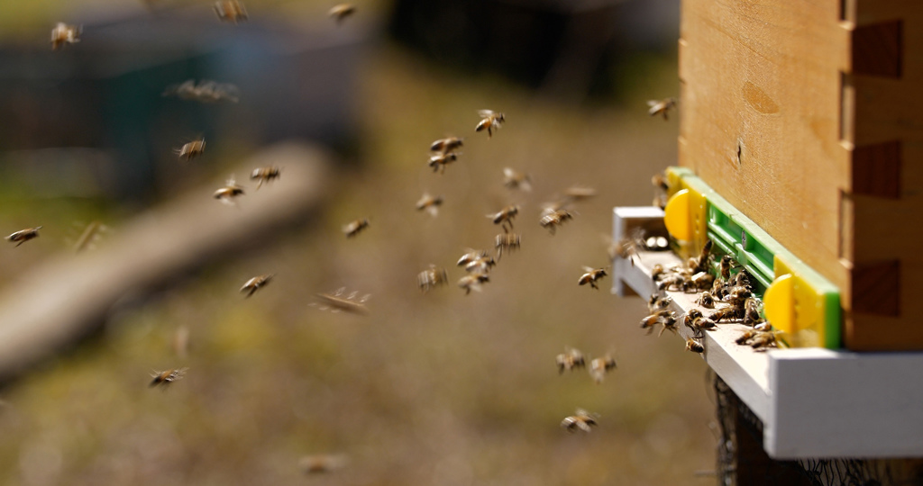 abejas en isla pascua