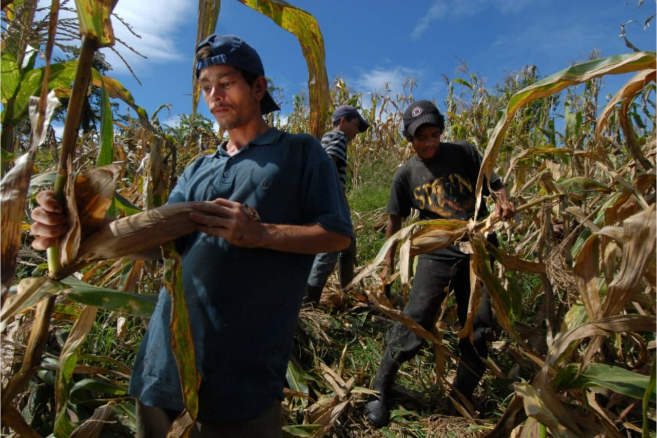 migracion nicaraguense afecta mano de obra