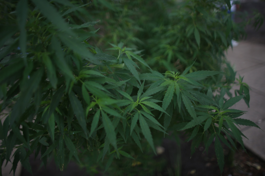 produccion de cannabis en costa rica