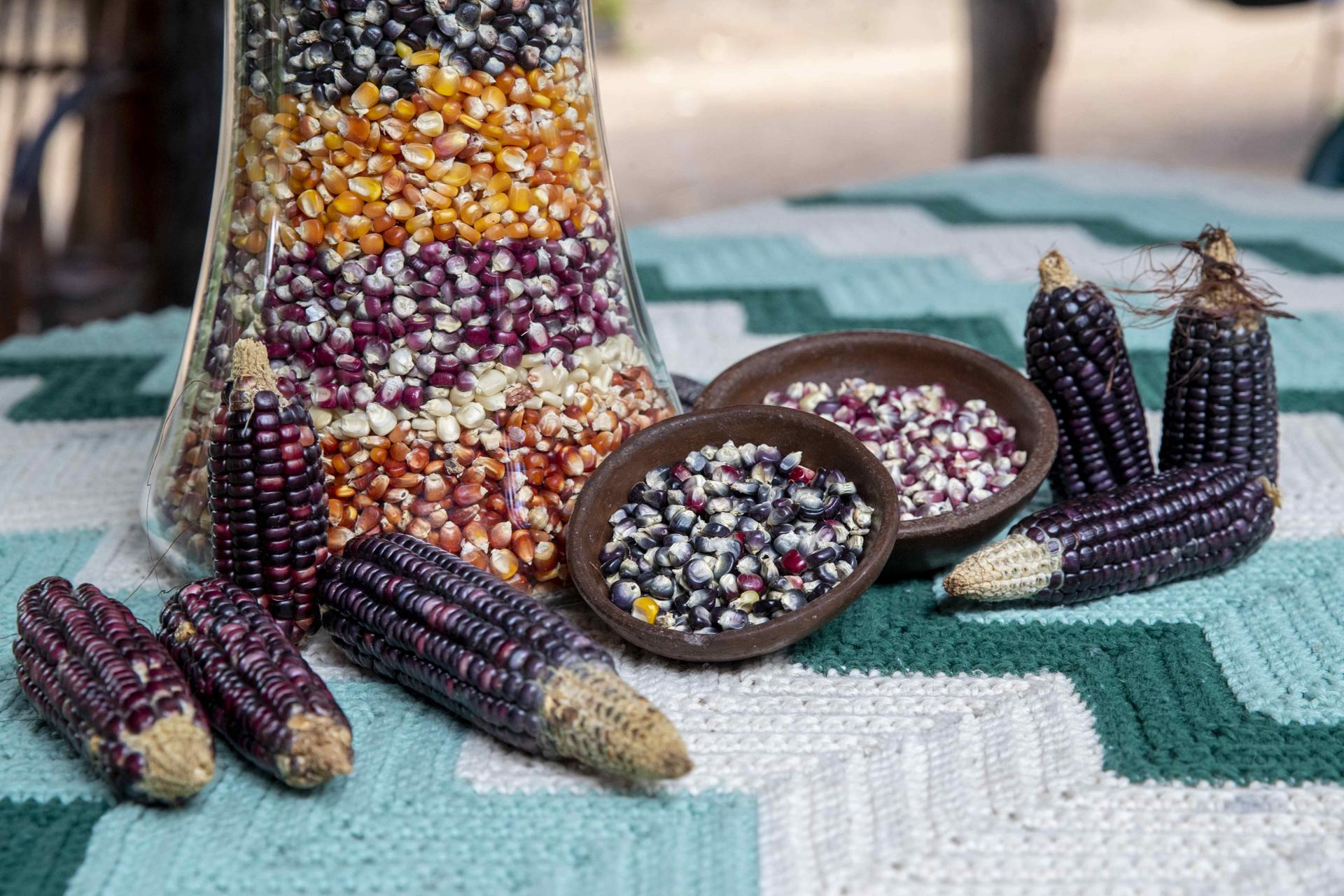 Muestra de varios tipos de maíz, en el vivero Nambume, en Carazo, Nicaragua.