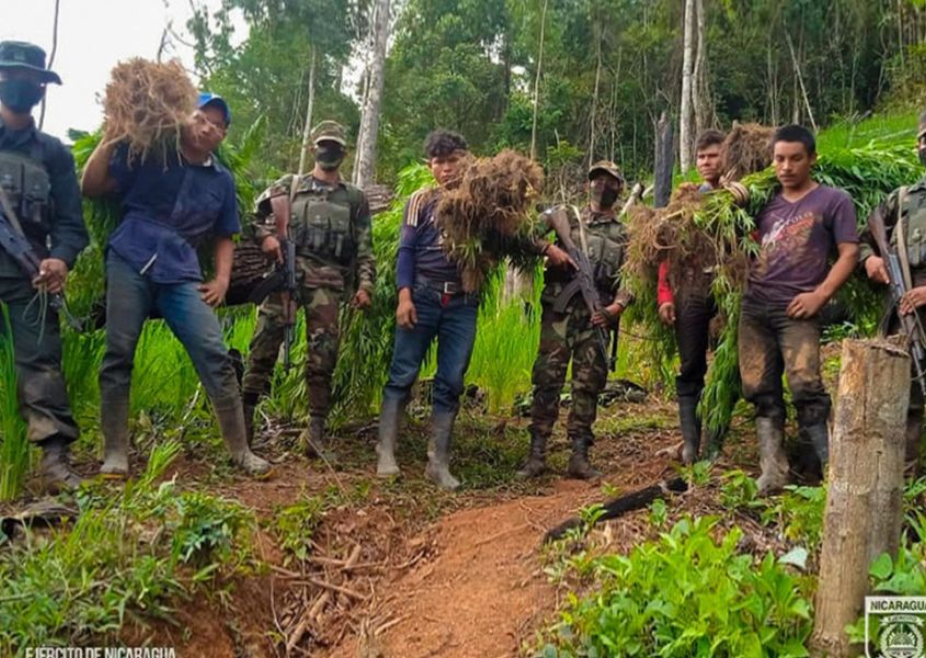 Ejército de Nicaragua presenta a detenidos por plantar marihuana.